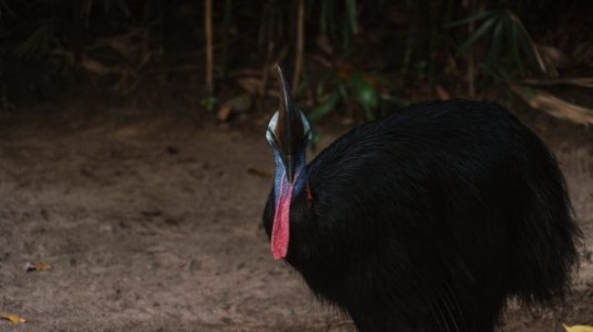 Tragis, Warga Keerom Tewas Diserang Kasuari Saat Petik Pisang di Kebun