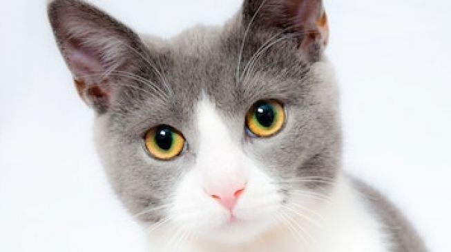 4 Manfaat Memelihara Kucing untuk Self Healing, Bisa Atasi Stres!