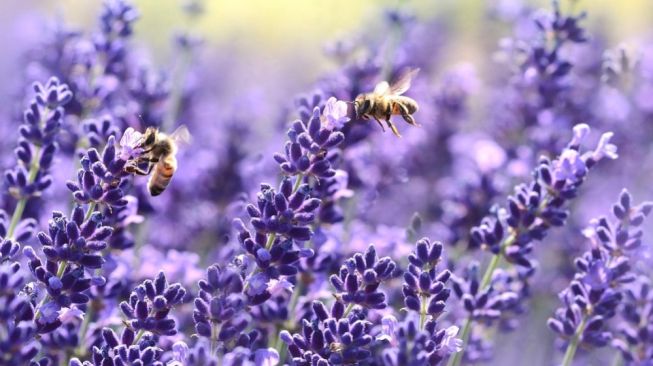 Tanaman Lavender, Bunga Cantik yang Kaya akan Manfaat dan Tips Merawatnya