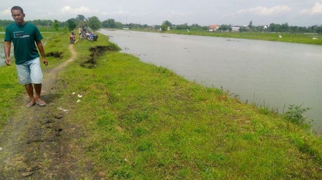 Tanggul Sungai di Sambiroto Longsor, Ancam Tanaman Padi di 4 Desa