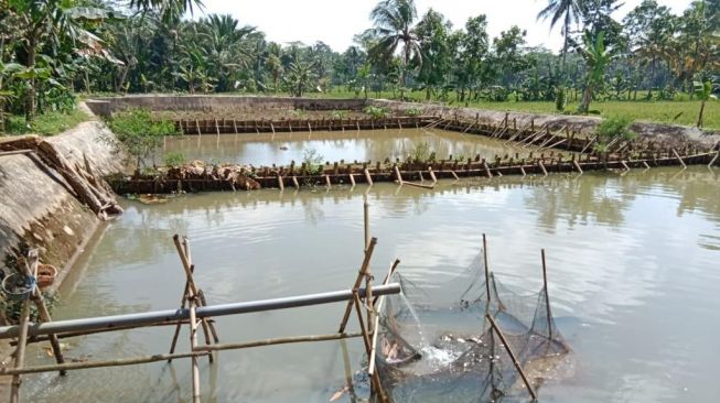 Program Tambak dan Pertanian dari Gardu Ganjar Bikin Warga Lebih Mandiri