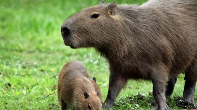 Mengenal Kapibara alias 'Masbro', Hewan Paling Ramah dan Memeable