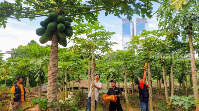 Mengintip Budi Daya Pepaya California di Karet Tengsin