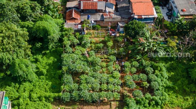 Gambar udara budi daya pepaya california di lahan tidur RT 08 RW 06, Kelurahan Karet Tengsin, Jakarta Pusat, Selasa (21/2/2023). [Suara.com/Alfian Winanto]