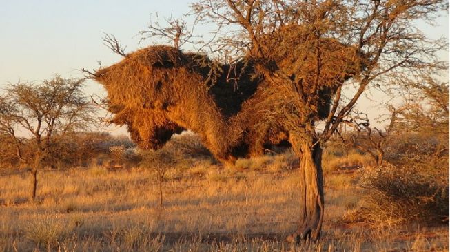 3 Fakta Menarik Sarang Burung Sociable Weaver, Dibuat oleh Burung Kecil!