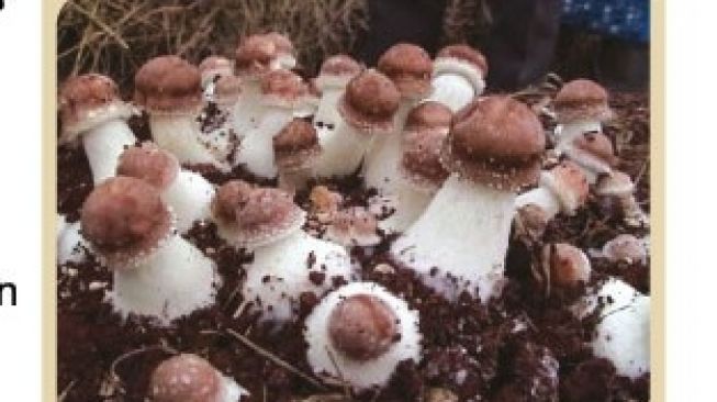 Mengenal Agaricus Blazei Murill, Jamur Penghancur Sel Kanker