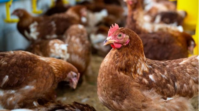 Hari Raya Idul Adha, Harga Daging Ayam di Depok Tembus Rp60 Ribu Per Ekor