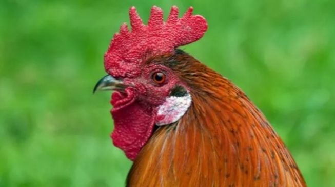 Ayam Kampung di Kelurahan Loktuan Bontang Tiba-Tiba Mati Massal, Warga Khawatir Flu Burung