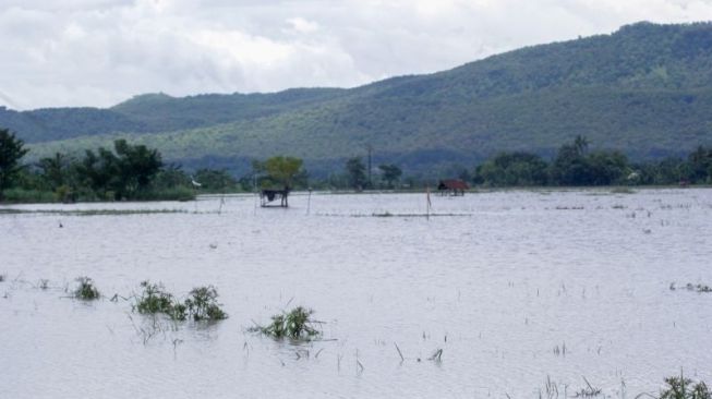 Terendam Banjir, Puluhan Hektare Sawah di Situbondo Terancam Gagal Panen