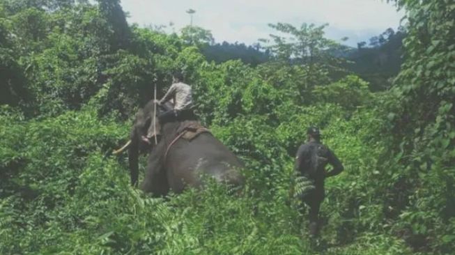 Halau Gajah Liar di Aceh Jaya, BKDA Kerahkan Personel dan Dua Ekor Gajah Jinak