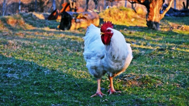 Ratusan Orang di Bontang Jadi Korban Investasi Bodong Ayam Potong Apderis