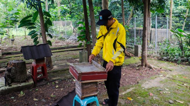 Petugas memeriksa sarang di tempat peternakan lebah dan madu di Hutan Kota Srengseng, Jakarta Barat, Jumat (10/3/2023). [Suara.com/Alfian Winanto]