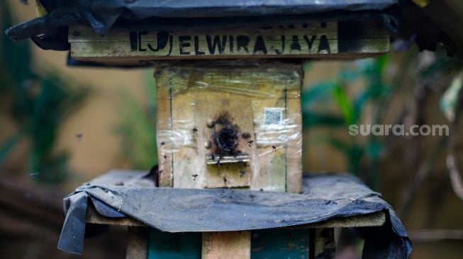 Kotak sarang lebah di tempat peternakan lebah dan madu di Hutan Kota Srengseng, Jakarta Barat, Jumat (10/3/2023). [Suara.com/Alfian Winanto]