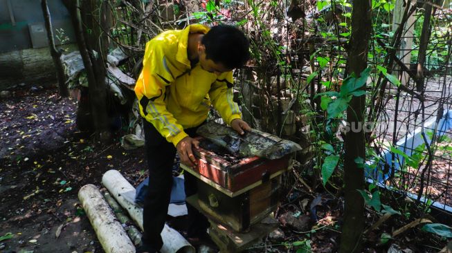 Petugas memeriksa sarang di tempat peternakan lebah dan madu di Hutan Kota Srengseng, Jakarta Barat, Jumat (10/3/2023). [Suara.com/Alfian Winanto]