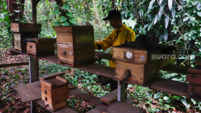 Petugas memeriksa sarang di tempat peternakan lebah dan madu di Hutan Kota Srengseng, Jakarta Barat, Jumat (10/3/2023). [Suara.com/Alfian Winanto]