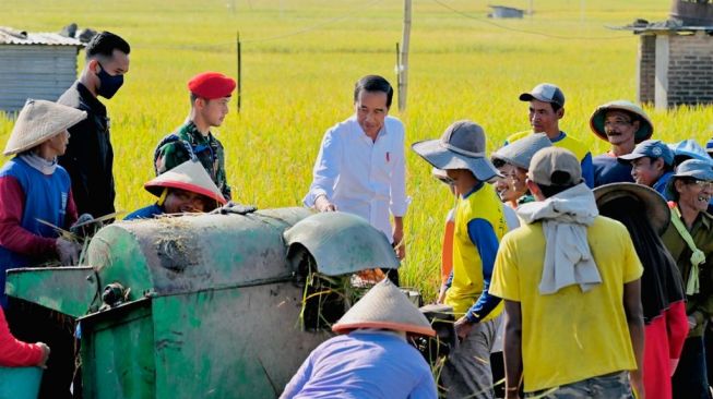 President Jokowi inspects the rice harvest in Kartoharjo Village, Ngawi Regency, East Java, Saturday (11/3/2023).  (Laily Rachev - Press Bureau of the Presidential Secretariat)