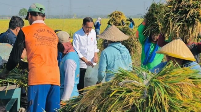 Presiden Puas dengan Produktivitas Gabah di Ngawi yang Capai 10,5 Ton per Hektare