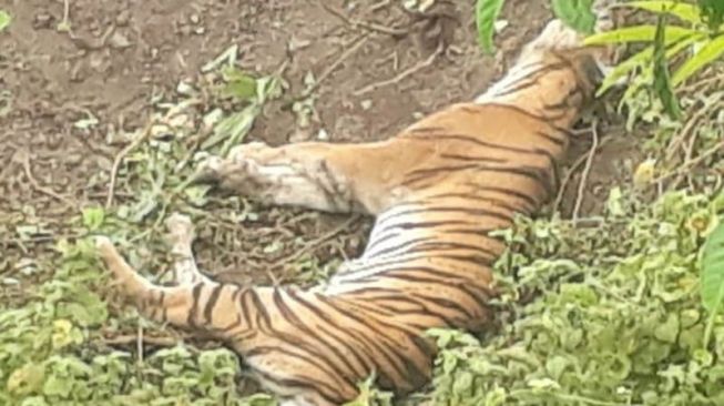 Seekor Harimau Sumatera Ditemukan Mati di Kebun Warga Aceh