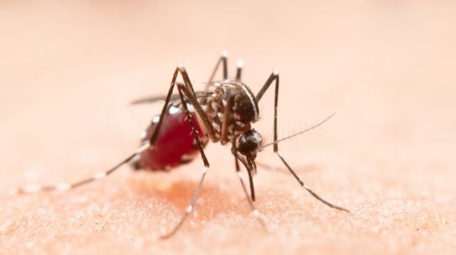Kenali Ciri-Ciri Nyamuk Aedes Aegypti Penyebab DBD serta Cara Mencegahnya