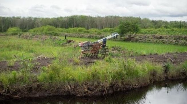 Selain Bantu Tingkatkan Produksi Pangan, Food Estate Bermanfaat untuk Cegah Kebakaran Hutan