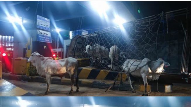 Buntut Truk Tabrak Gerbang Tol Cengkareng, Belasan Sapi Berhamburan hingga ke Arah Bandara Soetta