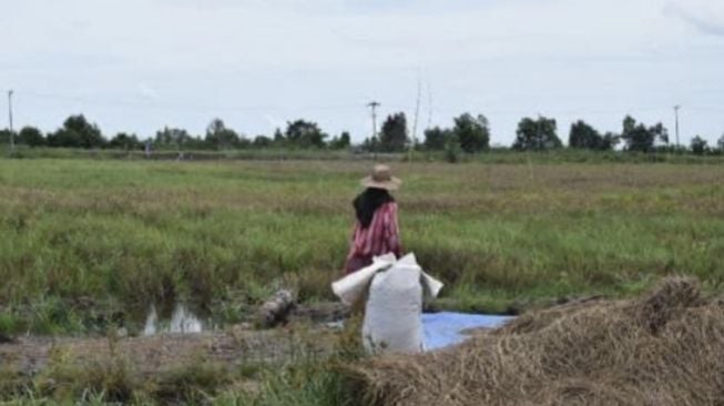 Berkat Food Estate, Petani Makin Untung dan Lahan Makin Produktif