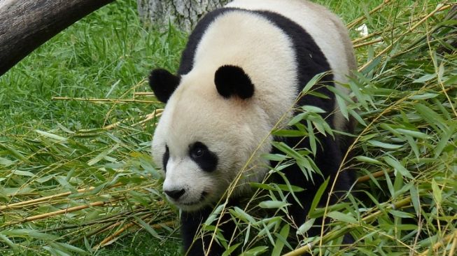 Terdapat 2 Spesies di Dunia, Berikut Fakta Unik Satwa Panda