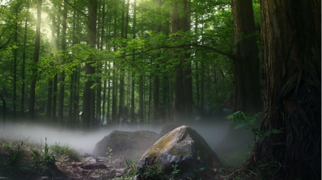 Momentum Pelestarian Hutan dan Kawasan Hijau di Hari Hutan Sedunia
