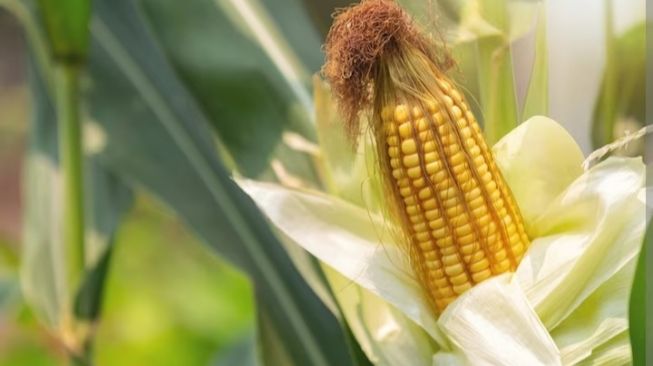 Ini 2 Manfaat dari Jagung untuk Kesehatan Tubuh, Baik untuk Mata Loh