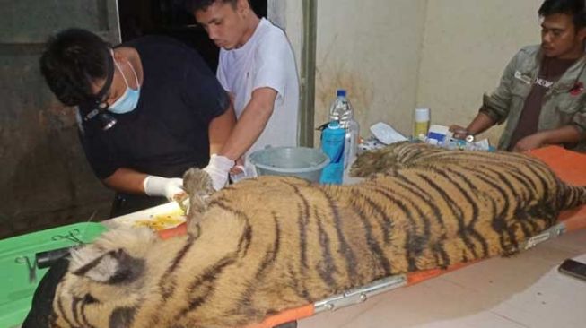 Korban Konflik dengan Manusia, Harimau Dewi Siundul Mati usai Dirawat Intensif