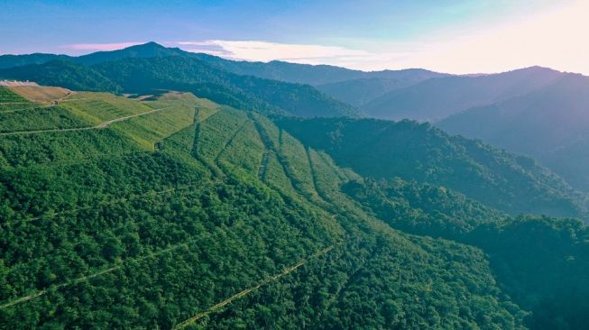 Ini Upaya AMMAN Kembalikan Fungsi Hutan ke Kondisi Aslinya