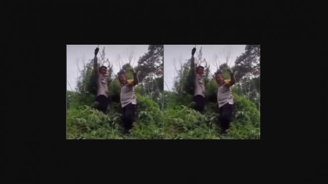 Heboh Polisi Pamer Musnahkan 43 Hektare Ladang Ganja di Aceh, Warganet: Waktu di Tanam ke Mana Aja?