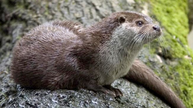 Tidak Semua Spesies Dapat Dipelihara, Berikut 3 Fakta Unik Hewan Otter