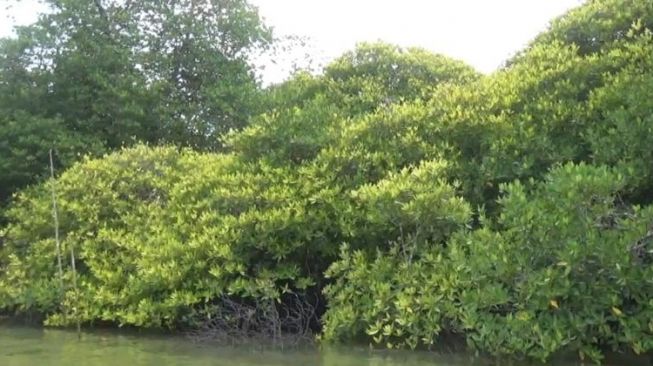 Mangrove yang berada di kawasan Teluk Balikpapan. [Suara.com/Arif Fadillah]