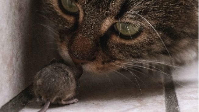 Waspada! 4 Bahaya Kucing Makan Tikus, Bisa Keracunan hingga Kena Penyakit