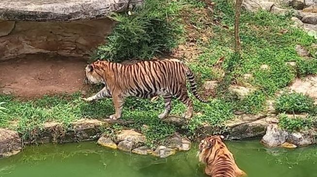 Harimau Sumatera Batua di Lembah Hijau akan Dikawinkan dengan Harimau Dadih