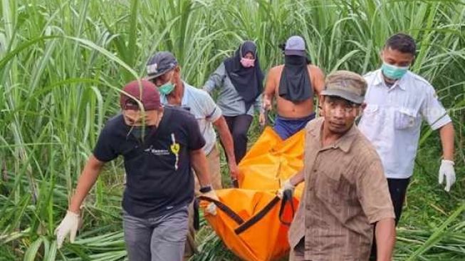 Nasib Pilu Ibu Dan Bayi Tewas Di Kebun Tebu, Suami Jadi Tersangka