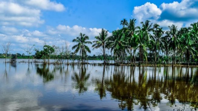 Mirip Maldives, Indahnya Panorama Persawahan di Kuantan Singingi