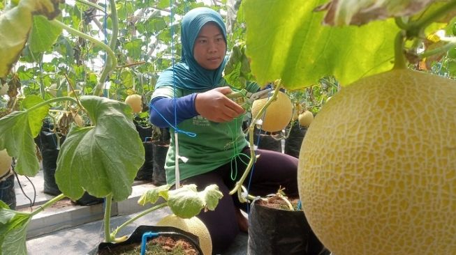 Pekerja memanen melon jenis inthanon di fasilitas green house Sanjoyo Farm di Desa Gondang, Mungkid, Magelang, Sabtu (8/4/2023). (Suara.com/ Angga Haksoro Ardi).  