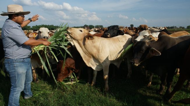 Jelang Lebaran, Great Giant Foods Siap Pasok 10.000 Ekor Sapi