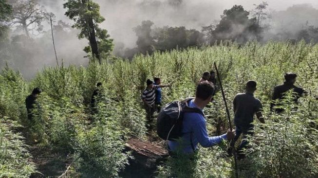 Ladang Ganja Seluas 8,9 Hektar Ditemukan di Beutong Ateuh