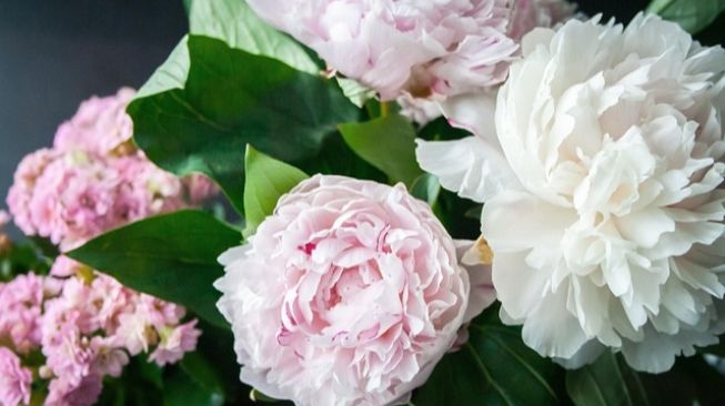 5 Manfaat Bunga Peony untuk Kulit, Bisa Melembapkan hingga Cerahkan Wajah