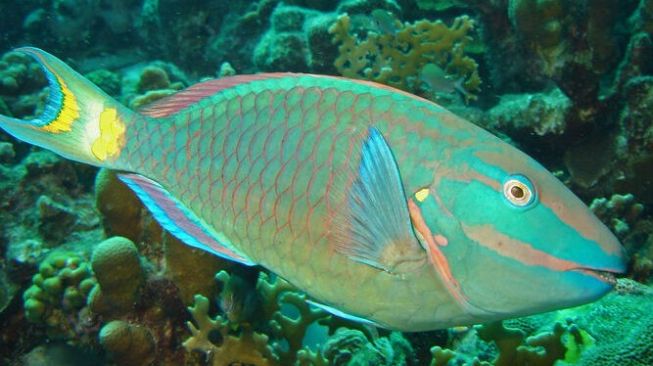 Perburuan Ikan Kakatua Ancam Populasi Si Cantik Penghasil Pasir Putih