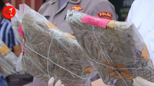 Polda Kalbar Gagalkan Penyelundupan 9,1 kg Ganja, 2 Orang Terduga Pelaku Diringkus