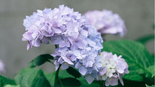 4 Cara Perawatan Bunga Hydrangea agar Mekar Lebih Lama dan Tak Mudah Layu