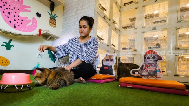 Petugas merawat kucing peliharaan yang dititipkan di Arnamir Cat Hotel, Jakarta Selatan, Jumat (21/4/2023). [Suara.com/Alfian Winanto]