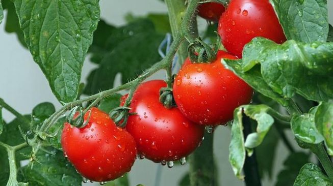 Sering Dimasak Emak, Ini 6 Manfaat Tomat untuk Kesehatan Tubuh