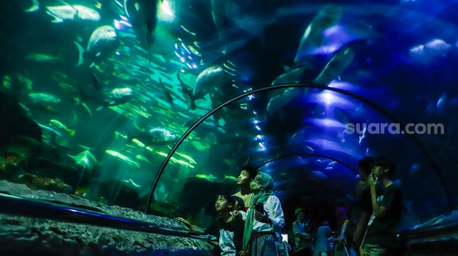 Pengunjung melihat ikan-ikan di aquarium SeaWorld Ancol, Jakarta Utara, Rabu (26/4/2023). [Suara.com/Alfian Winanto]