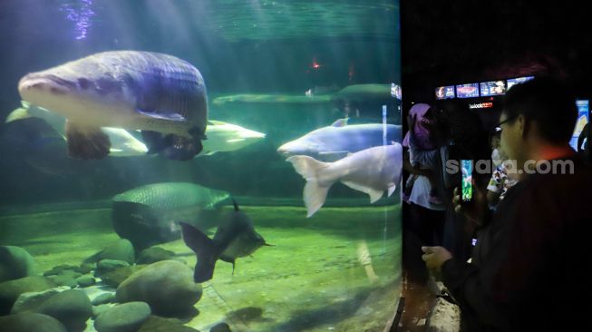 Pengunjung melihat ikan-ikan di aquarium SeaWorld Ancol, Jakarta Utara, Rabu (26/4/2023). [Suara.com/Alfian Winanto]