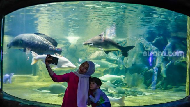 Pengunjung melihat ikan-ikan di aquarium SeaWorld Ancol, Jakarta Utara, Rabu (26/4/2023). [Suara.com/Alfian Winanto]